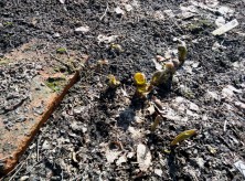 福寿草　２０１５．３．２１